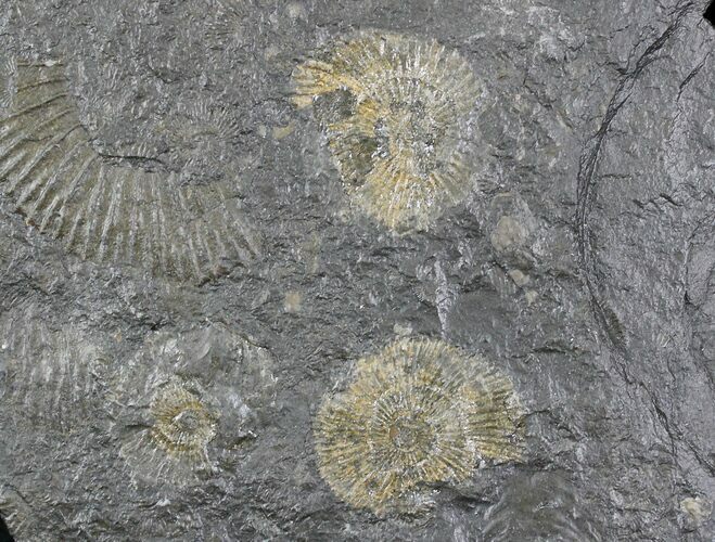 Dactylioceras Ammonite Cluster - Posidonia Shale #23102